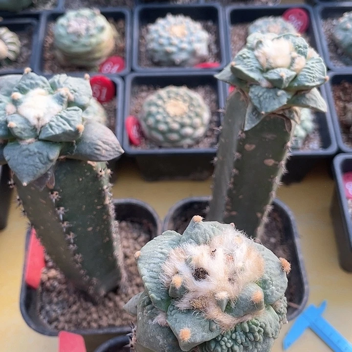 手**艺207.340.118花友专拍