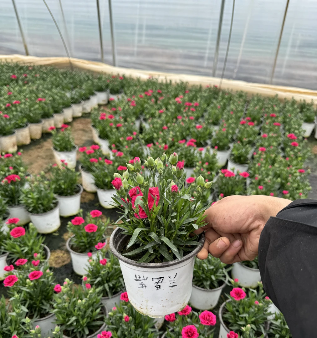 【净化空气】康乃馨盆栽带花苞室内阳台庭院绿植鲜花好养四季开花