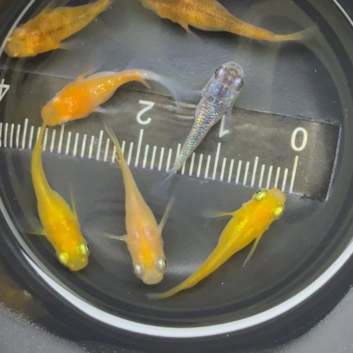 青鳉鱼混搭球球20号