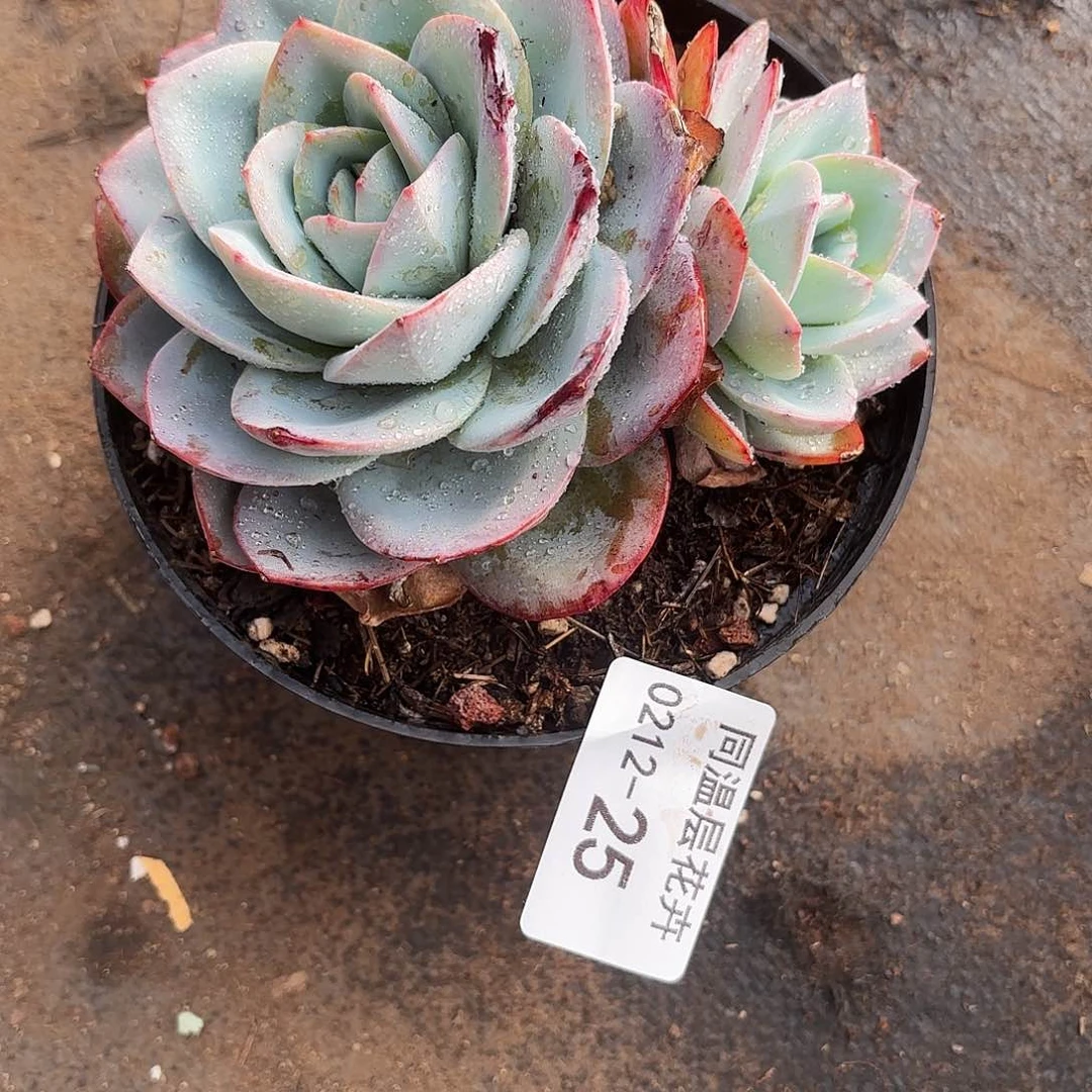 同温层多肉25布鲁蓝