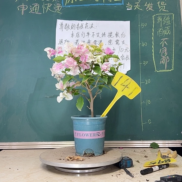 当前无花栽培后可以开花 漳红樱  141