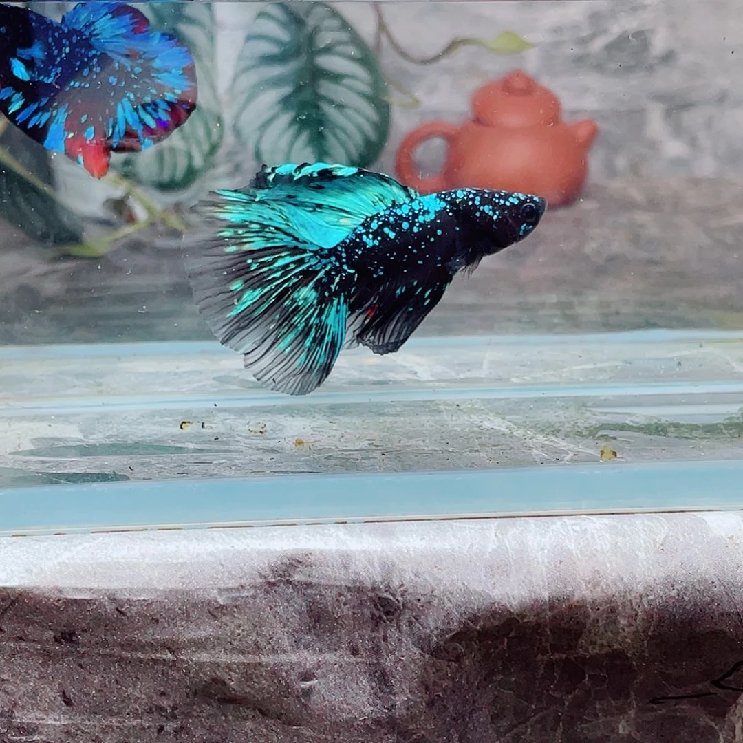 斗鱼暗黑啊啊啊啊啊