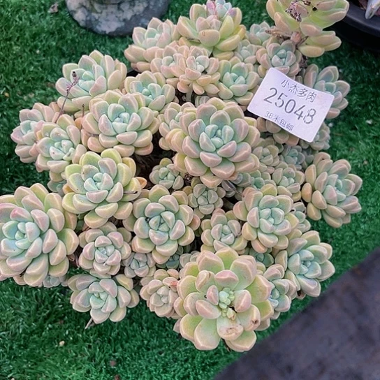 用****1鹅卵石25048