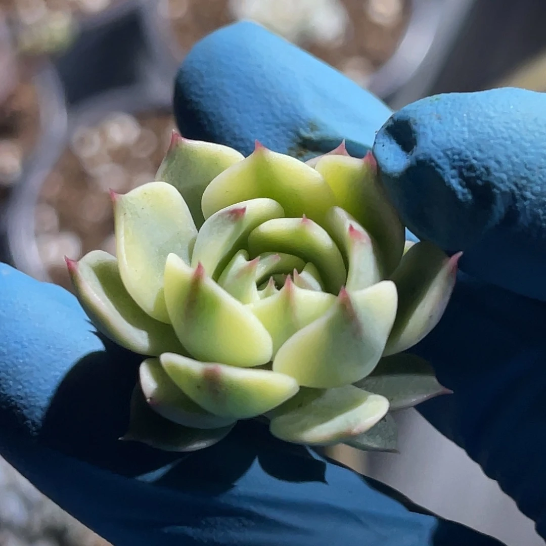 尚品园艺福利锦笨巴蒂斯锦侧牙