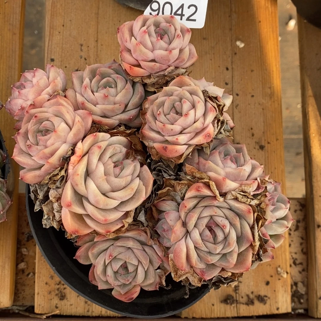 ****思杂交精品多肉9042~15厘米