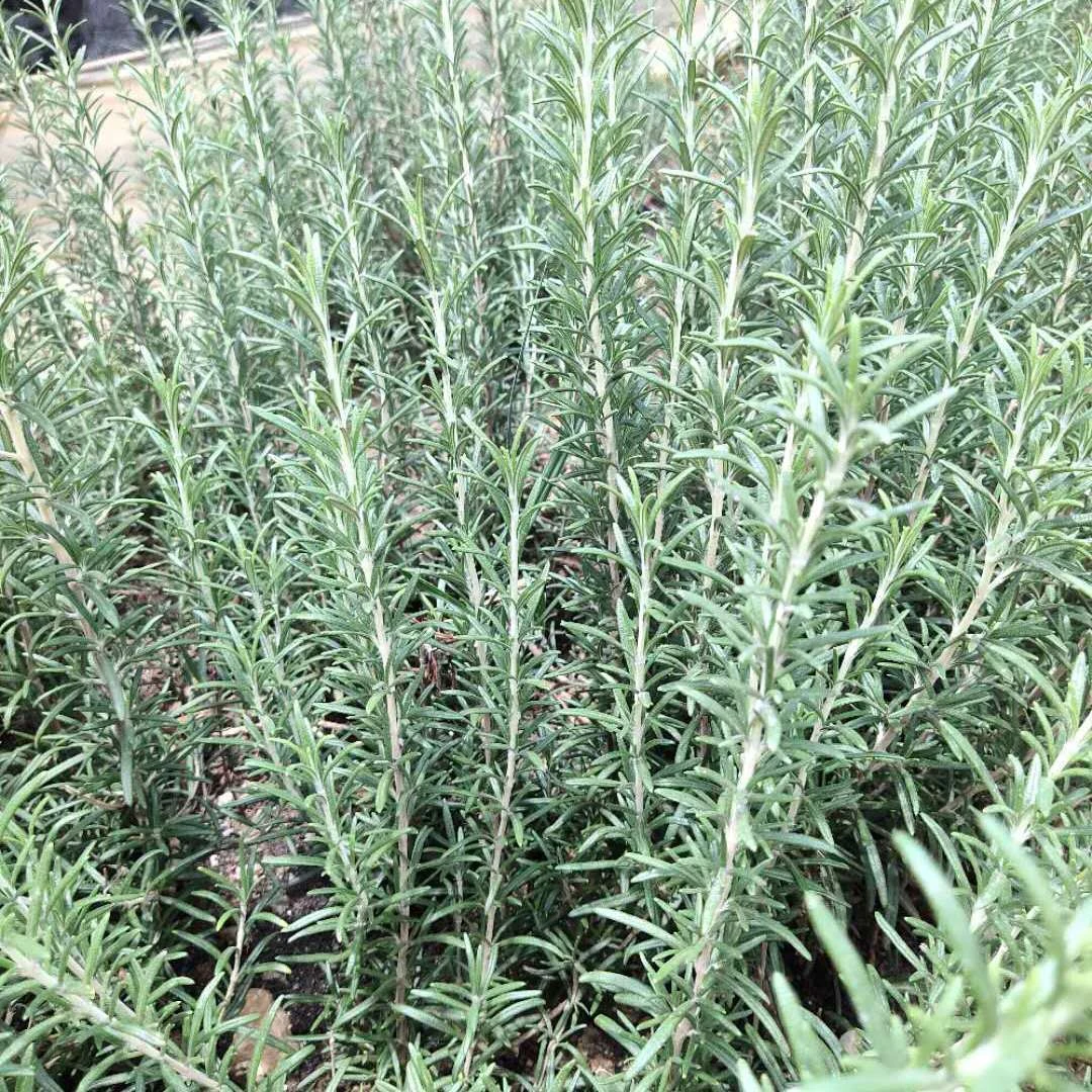 迷迭香新鲜西餐香料菜煎牛排调味调味用品食用多省包邮迷迭草新鲜