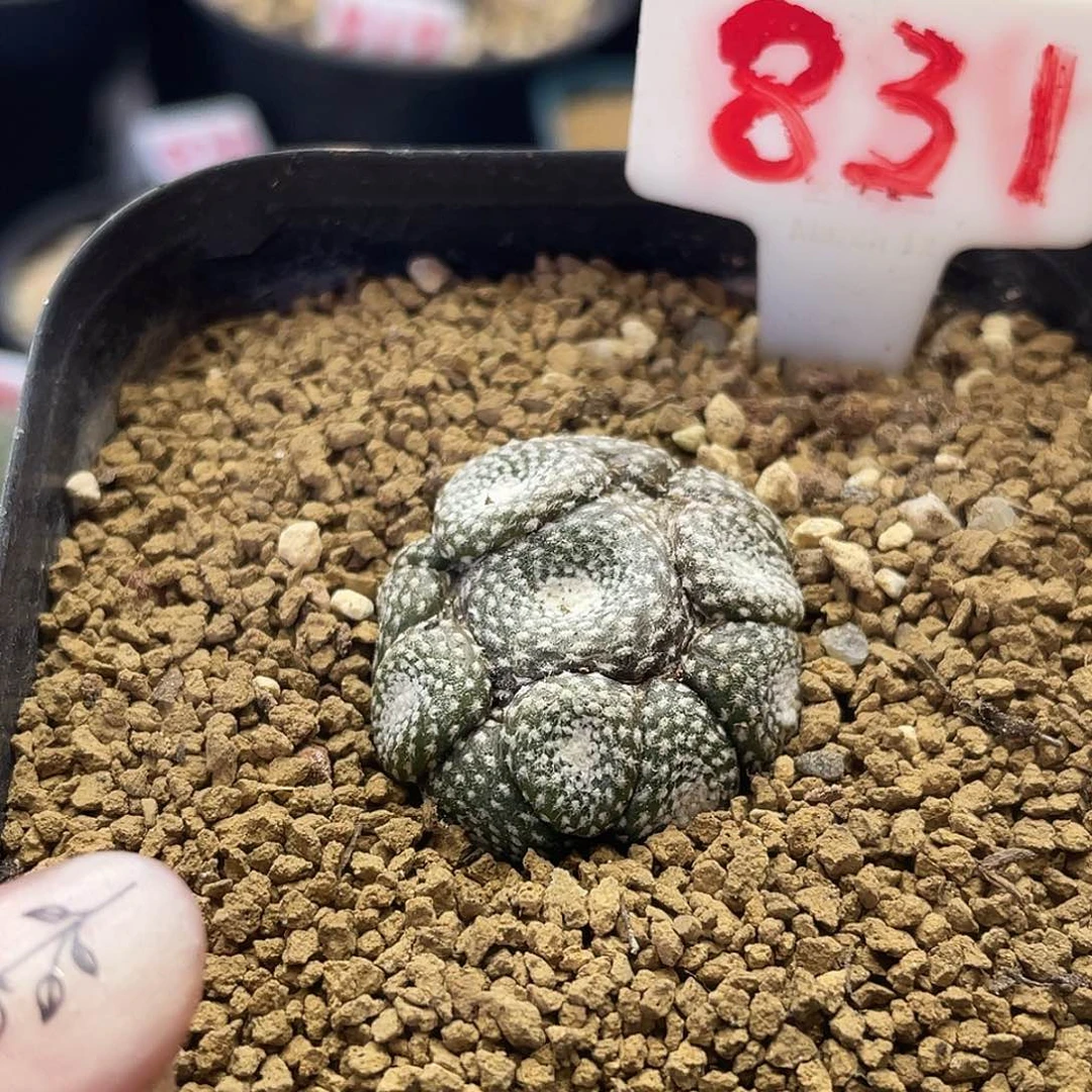 多头松露玉仙人球多肉