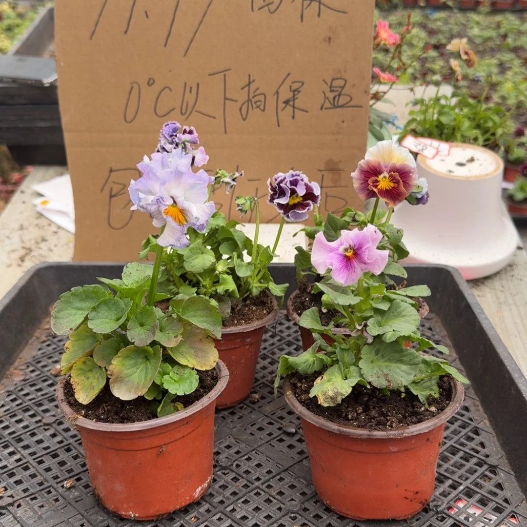 大部分花苞少量开放19