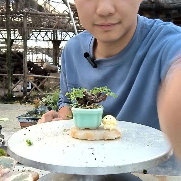 C*小盆景小植物一物一拍33