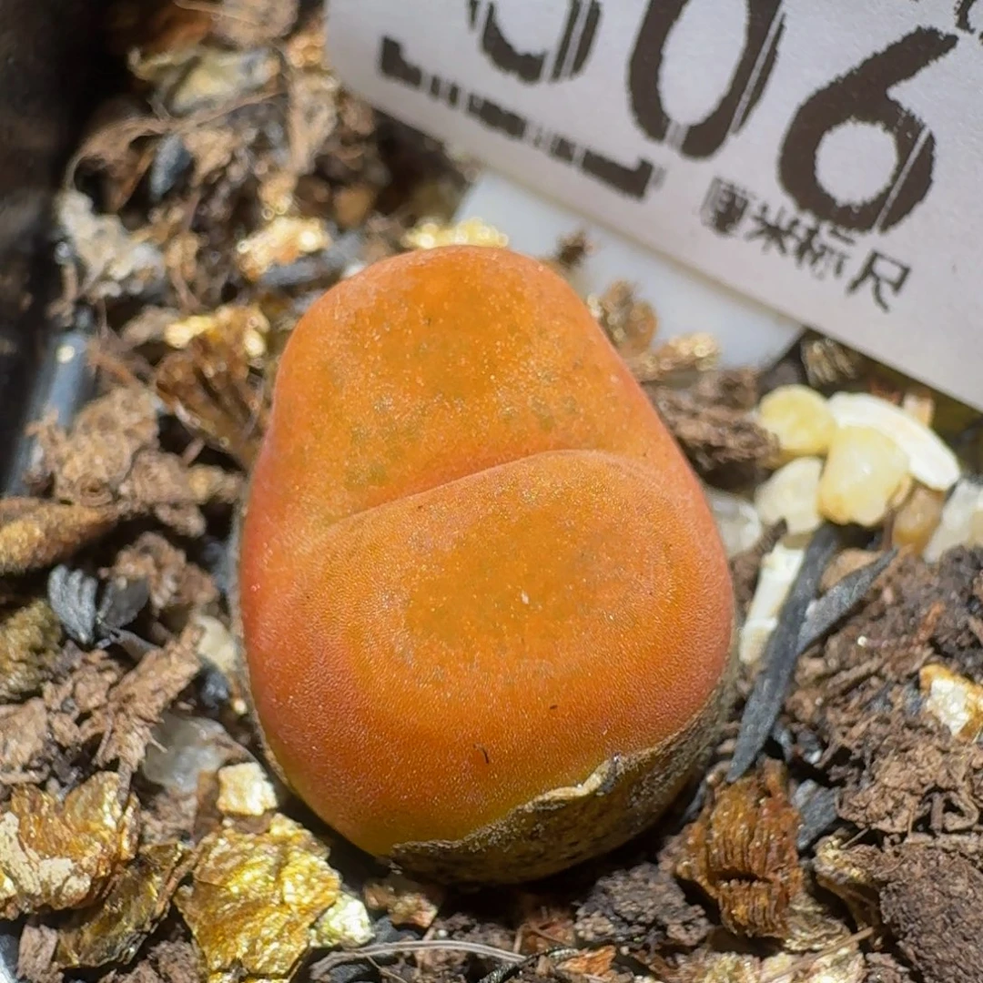 zzzz精品生石花506水蜜桃