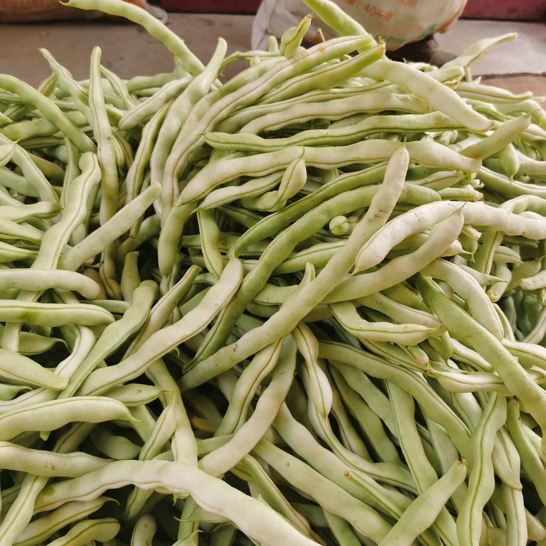 山东米豆白不老白芸豆3斤5斤新鲜米豆
