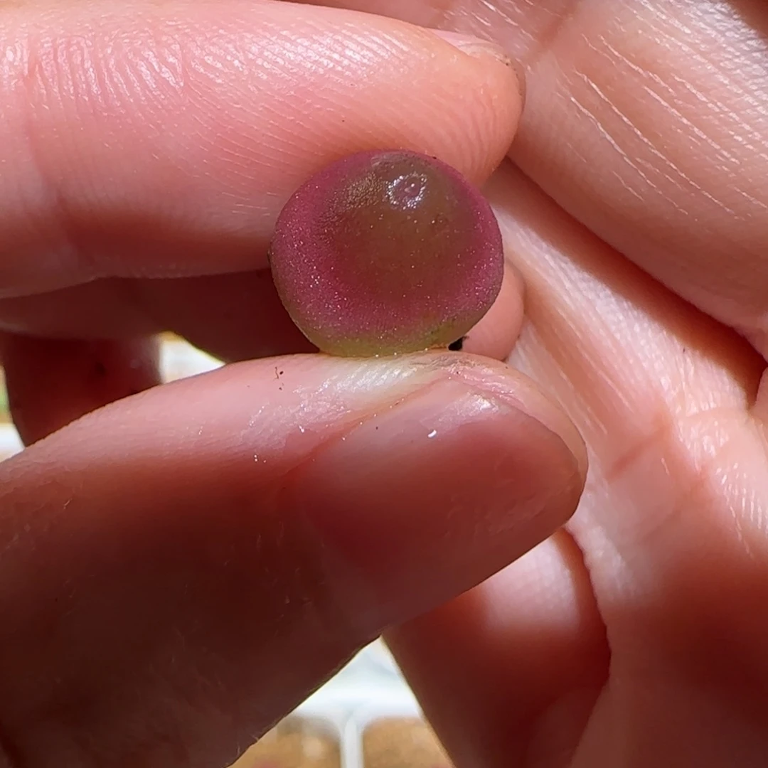 肉锥多肉植物百科-哈默1687