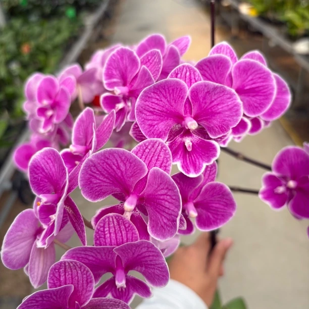 【红豆 带花带花苞】3.0寸蝴蝶兰
