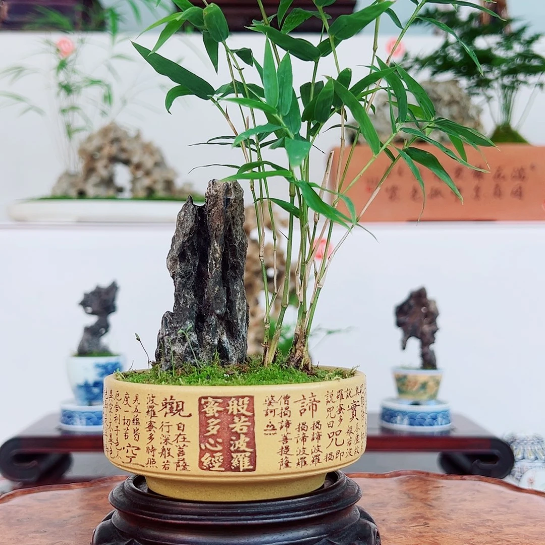 无花朵盆景，凤尾竹，英石