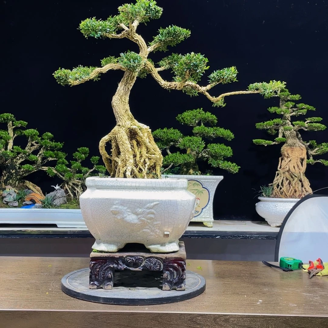 黄杨盆景四季常青