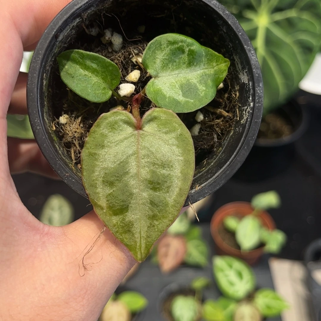 不开花植物粉柠檬杂nse红