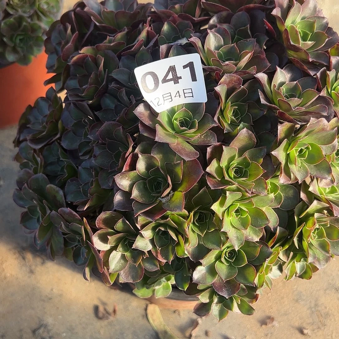 12.4-41玫瑰多肉植物1