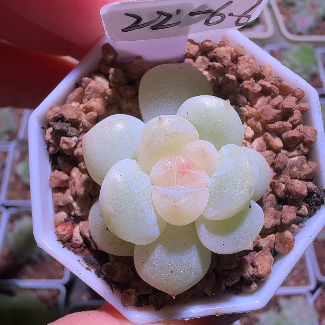 22-66福利新月单头