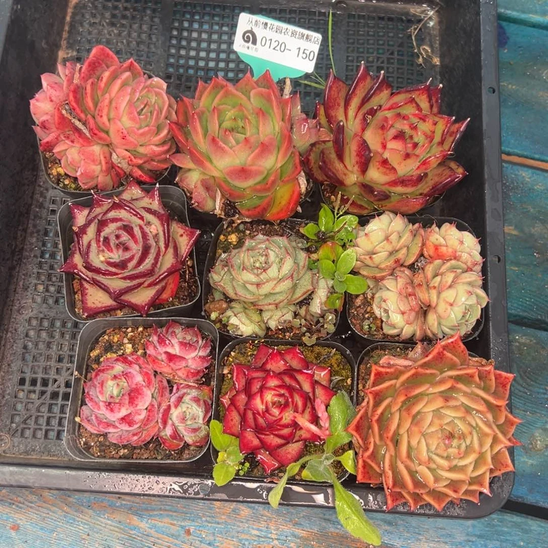 从前慢多肉精选编号0120.150