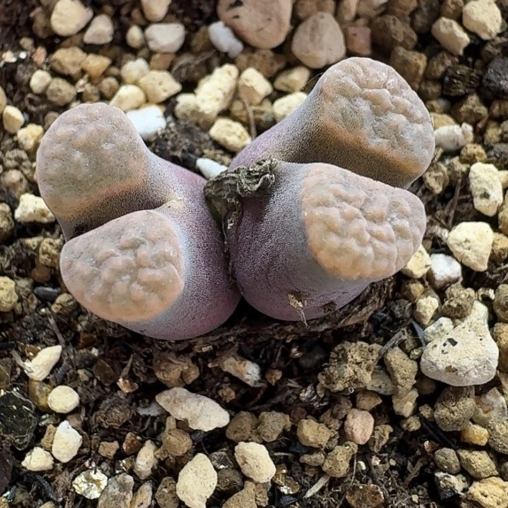 老马生石花磁铁2534