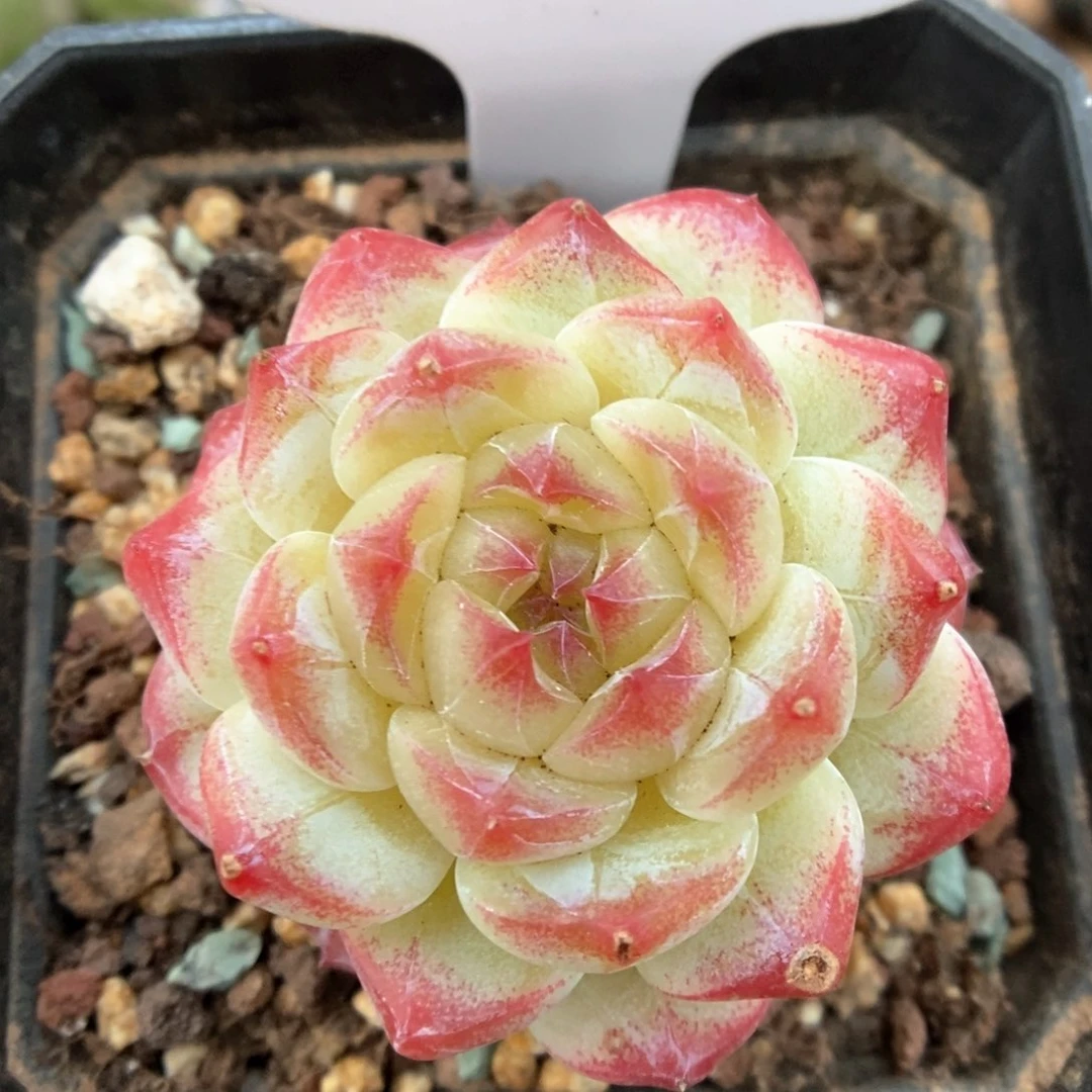 美心优选可拍540号。