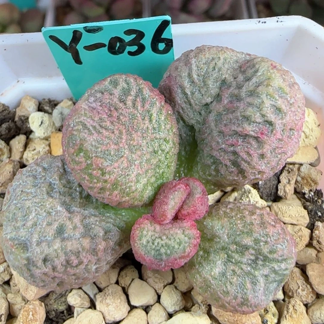 无花朵实生编号036叶片一个或者叶插