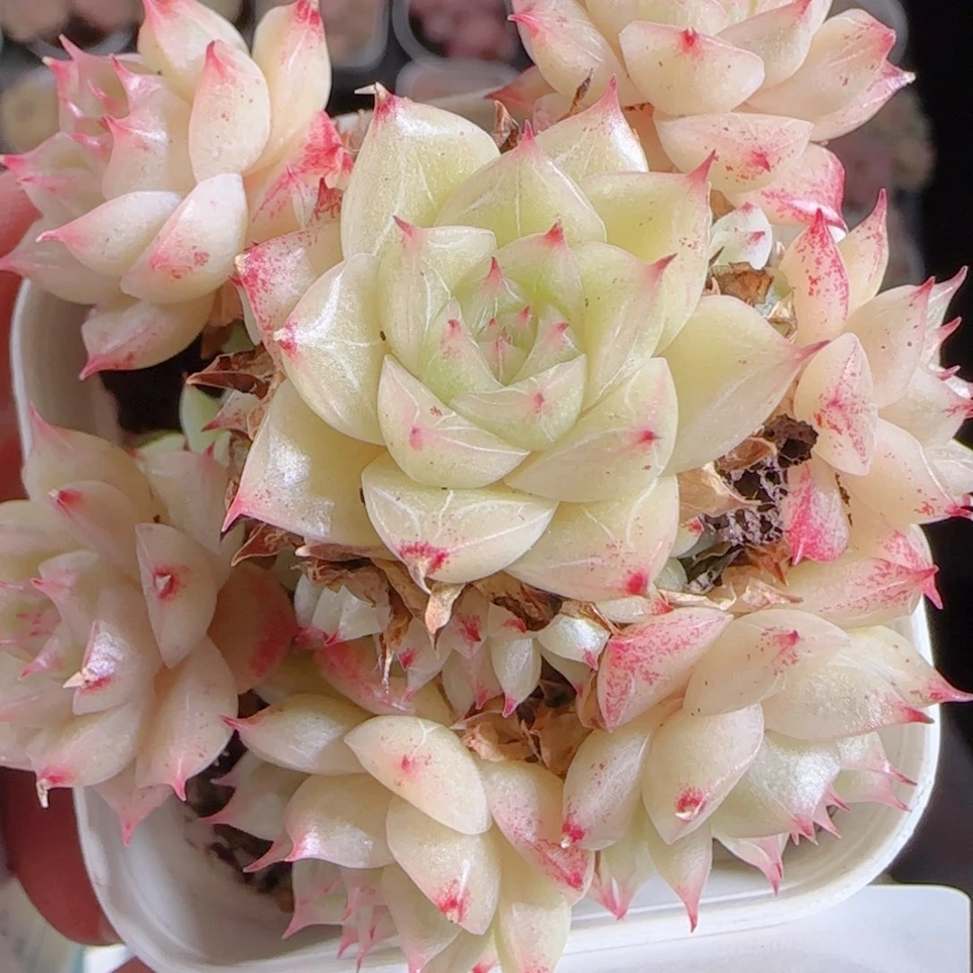 花语多肉1218-207散