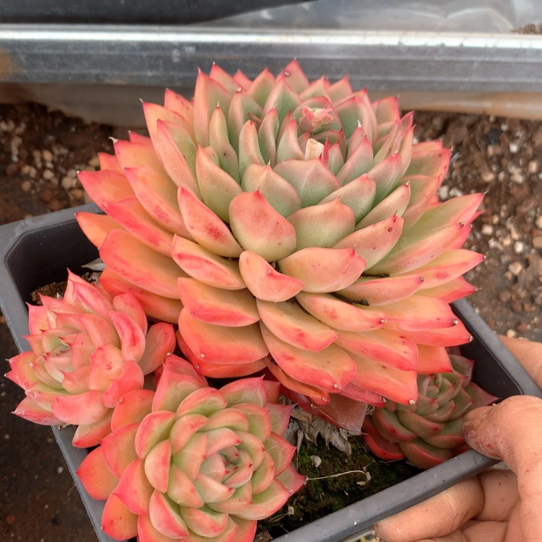 4227杂交多肉植物