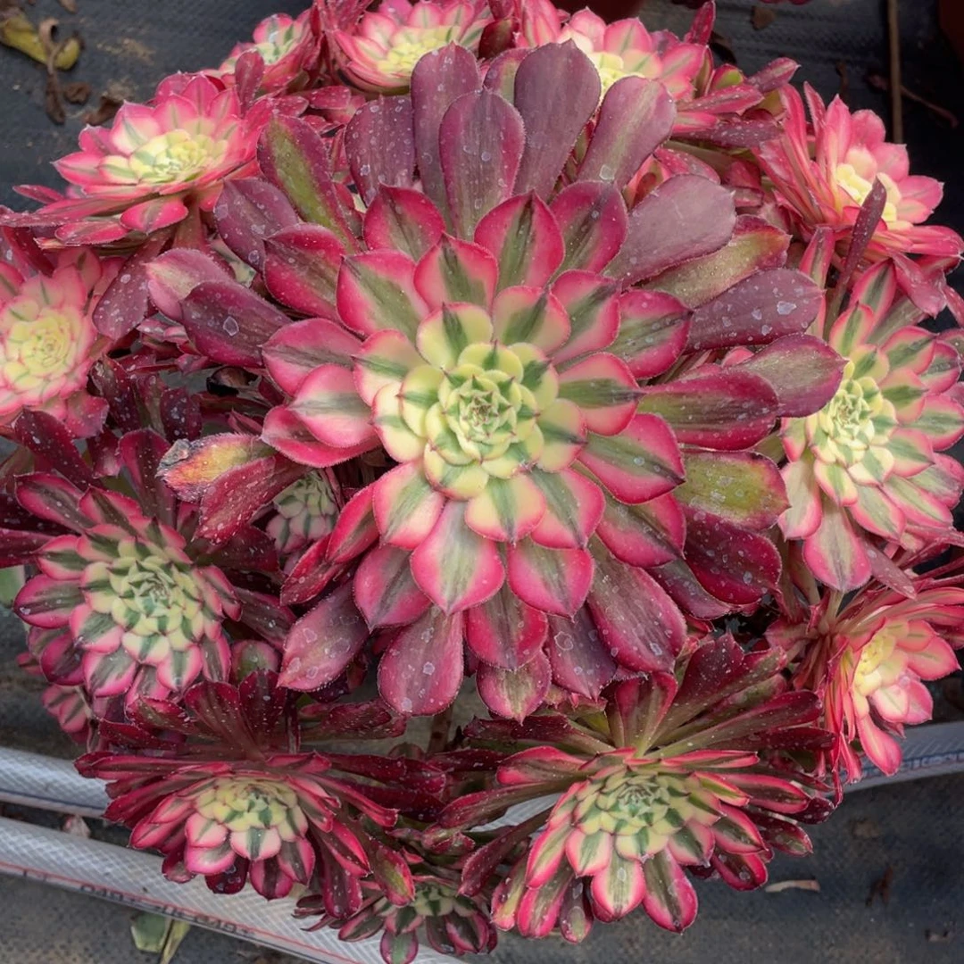 175红铜超白锦精品法师多肉