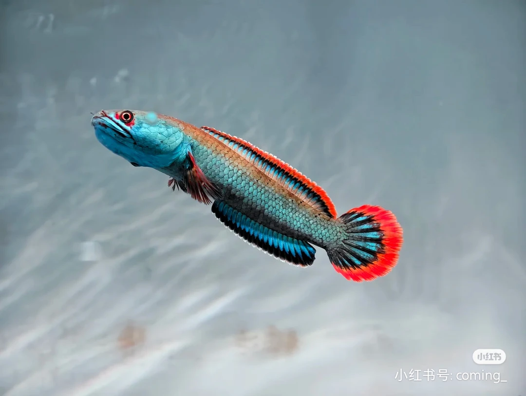 《直播间雷龙鱼专拍⑩号》