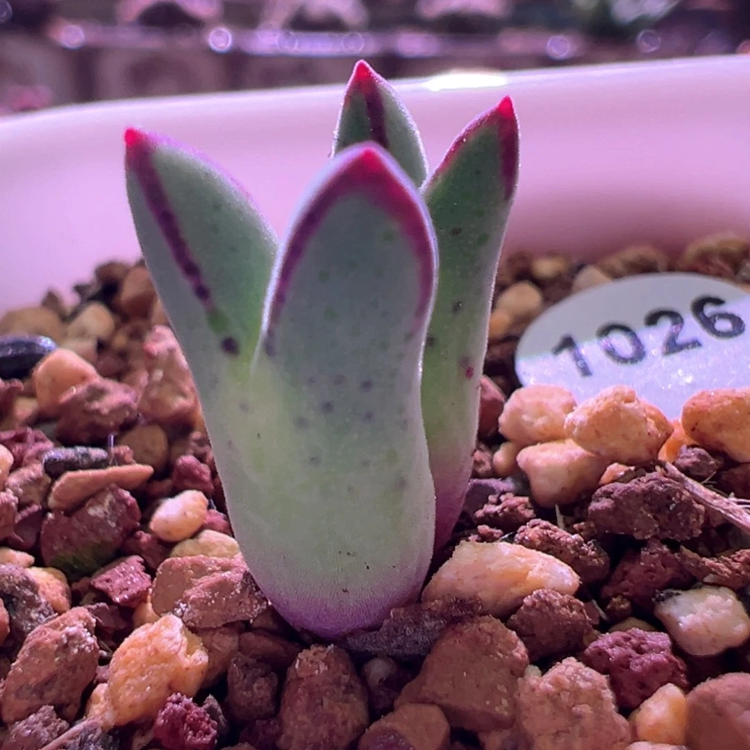 1026，英国cr985猪蹄，肉锥植物
