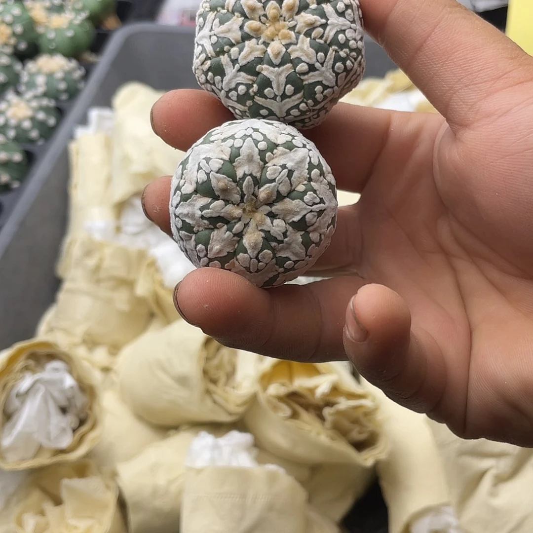 一物一拍 下播福利1