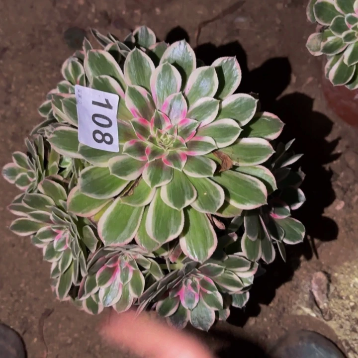 108玉芙蓉多肉植物不售后