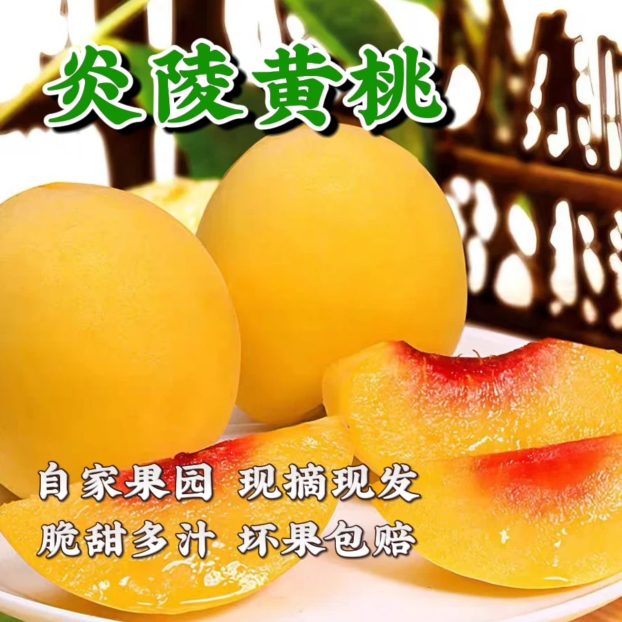 福利炎陵黄桃核心产区果园现采现摘当季新鲜水果头茬锦绣黄桃桃子