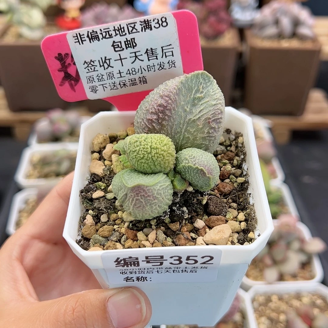 南***丶352巨猪宝多肉植物