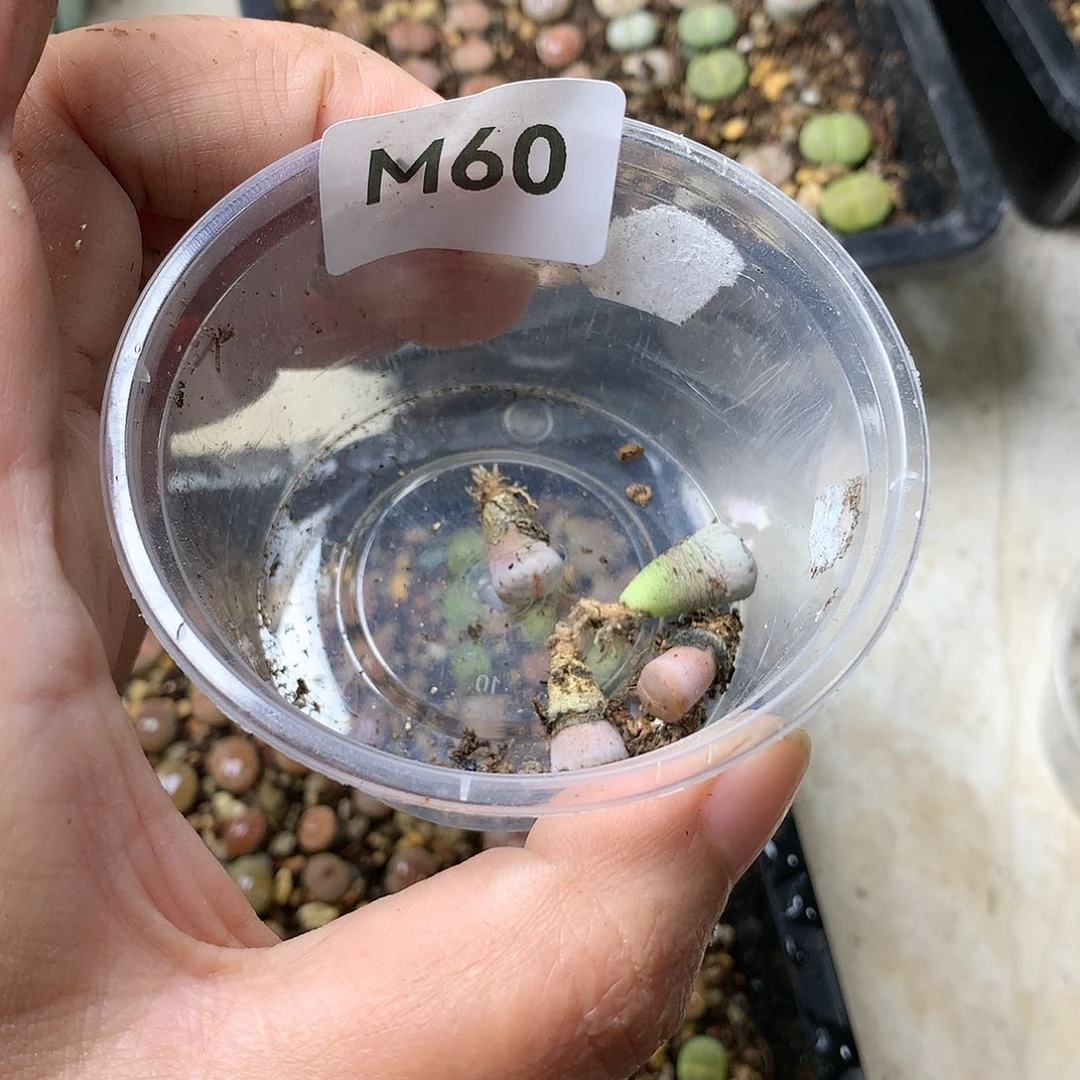 N****hM60多肉植物保护