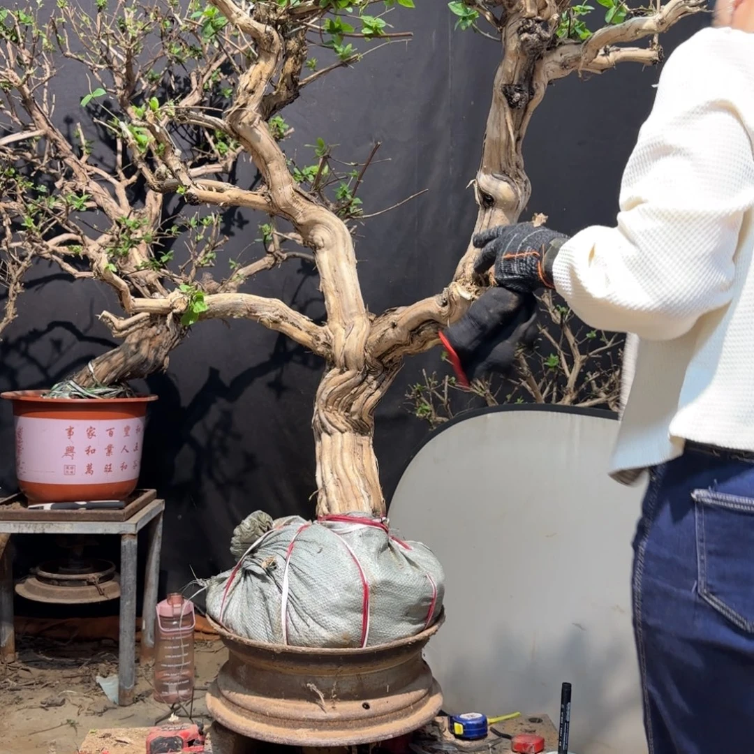 戈***野金银花金银花金银花