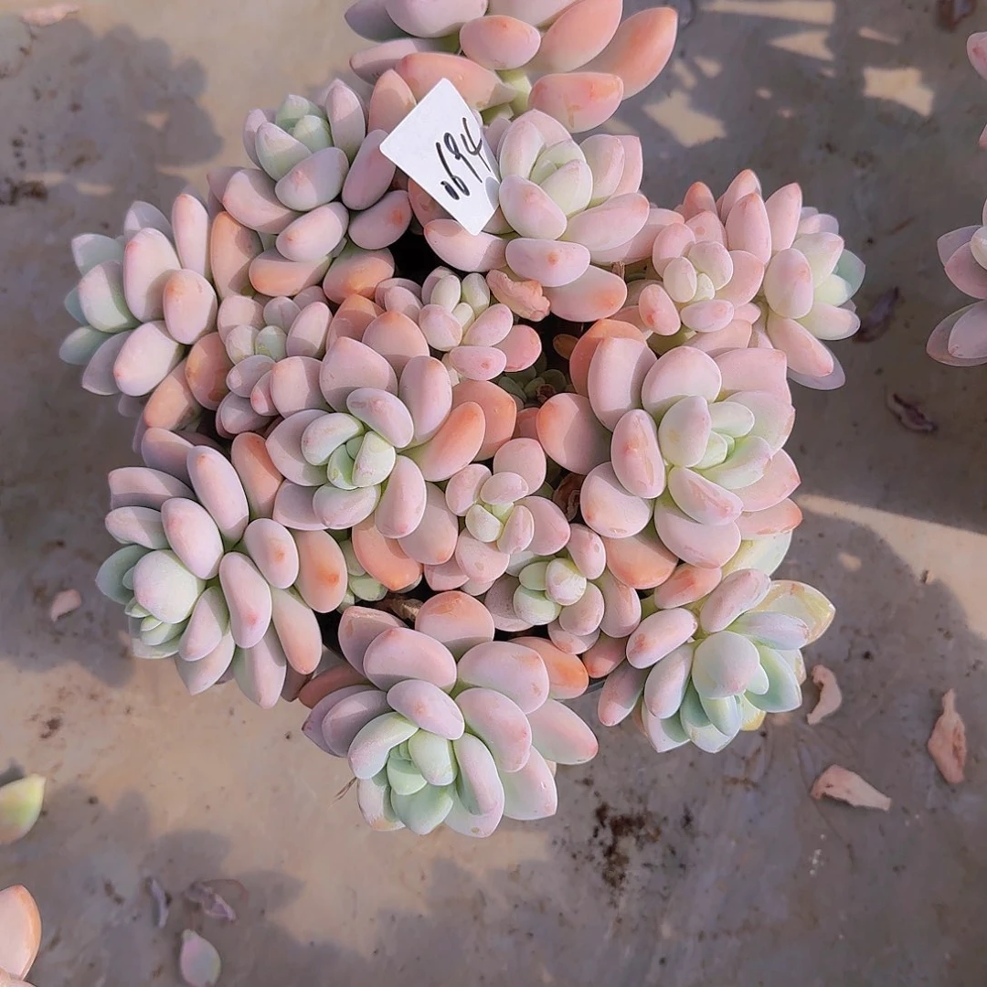 明***好0694洛神多肉植物