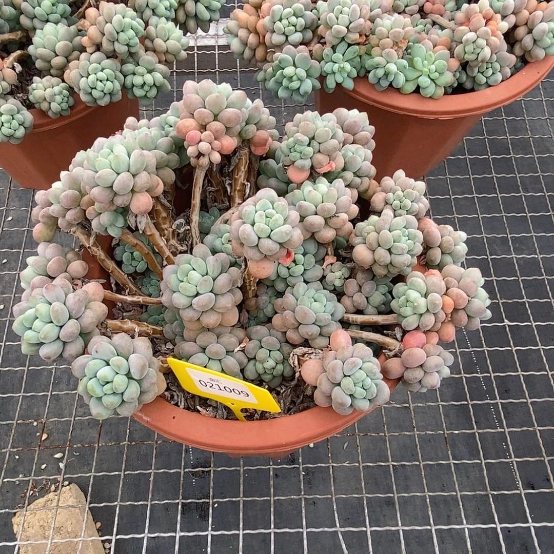 琳*金汇园艺，021009超大鱼子酱