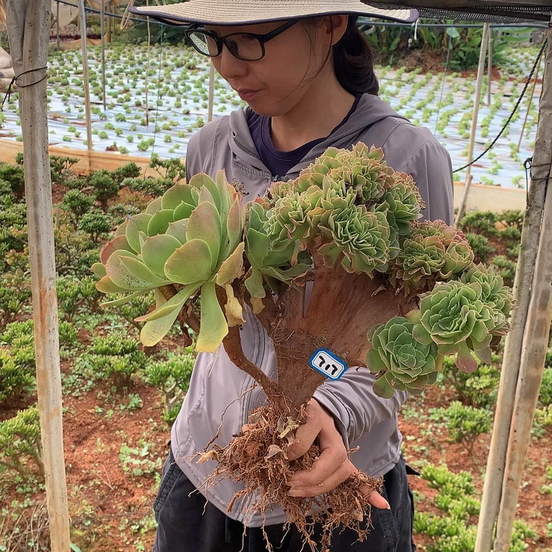 淡***然717 法师缀化 一物一拍