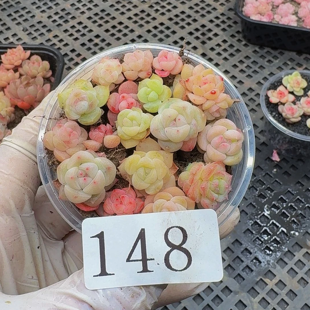 多肉植物多肉植物148