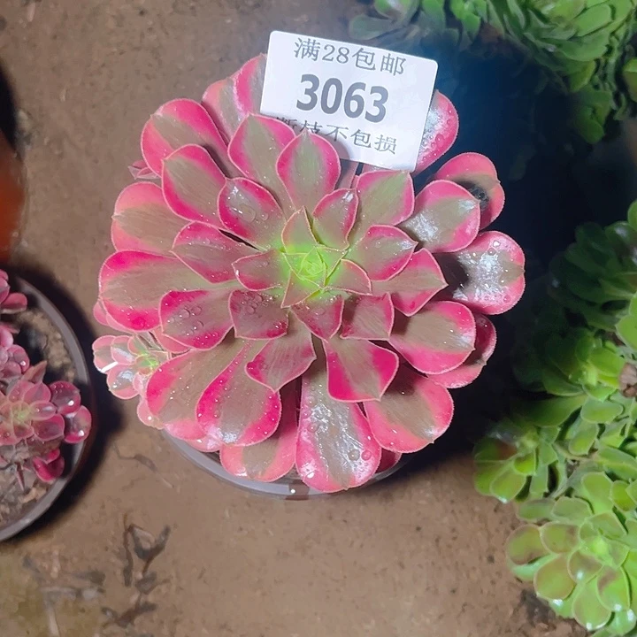 3063美杜莎多肉植物