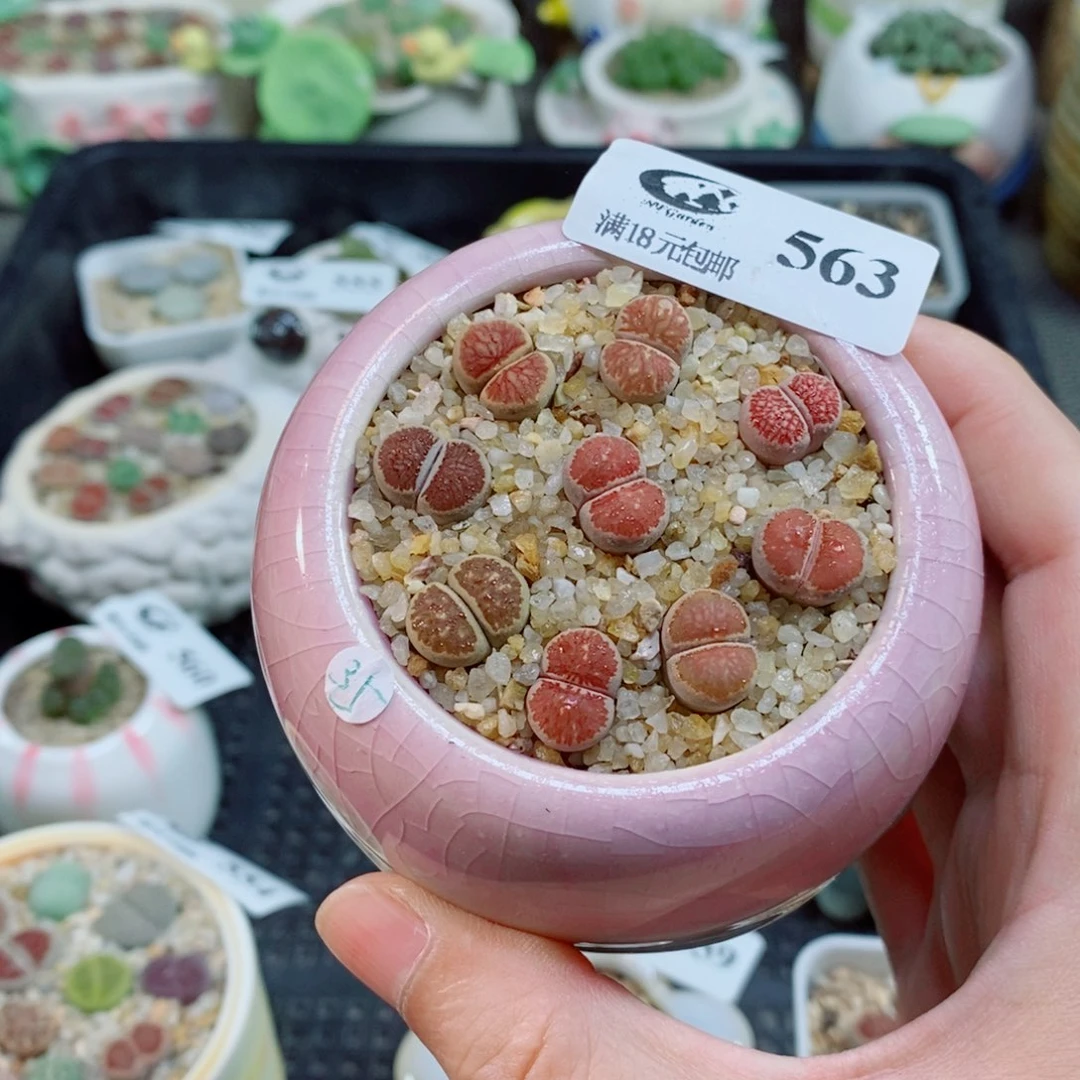 生石花花花花花花花563