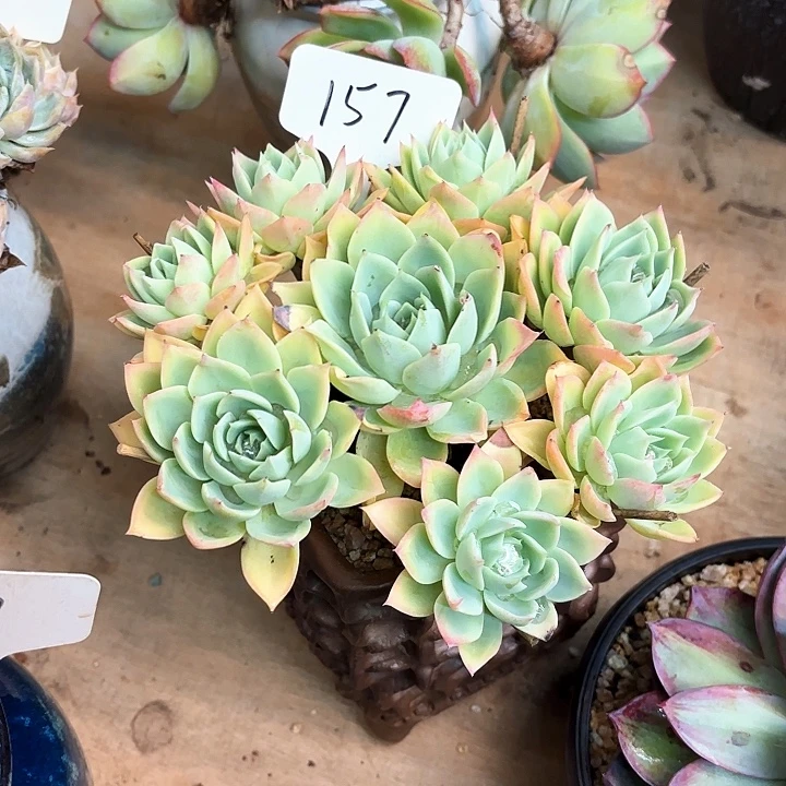多肉植物，三色景157号