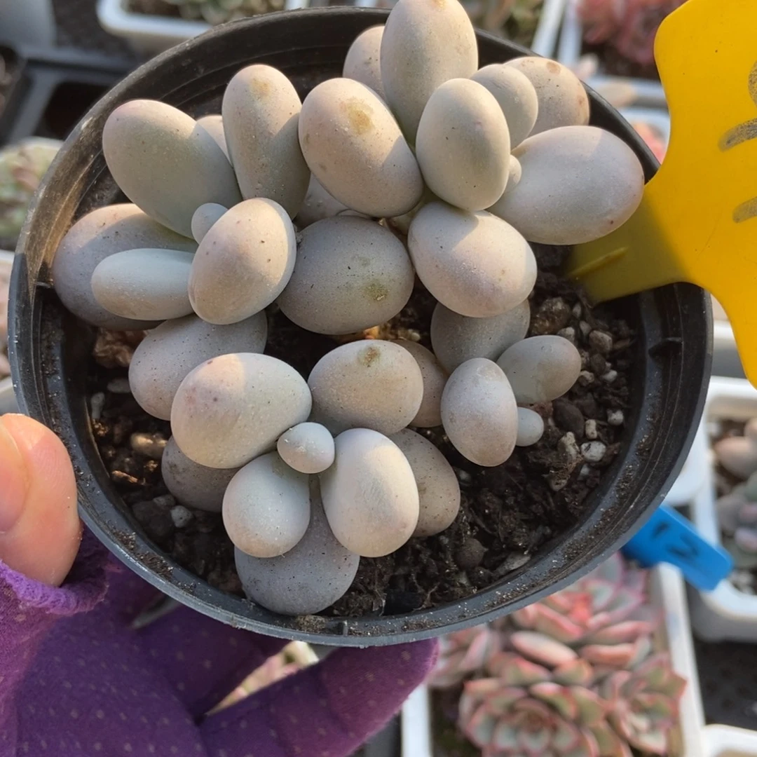 940橙雪球多肉植物