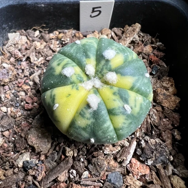 实生五棱兜锦仙人球星球属多肉植物室内盆栽好养易活
