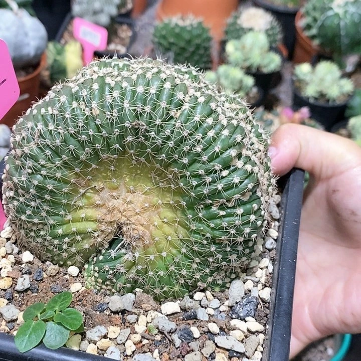 无**主花花草草花花草草