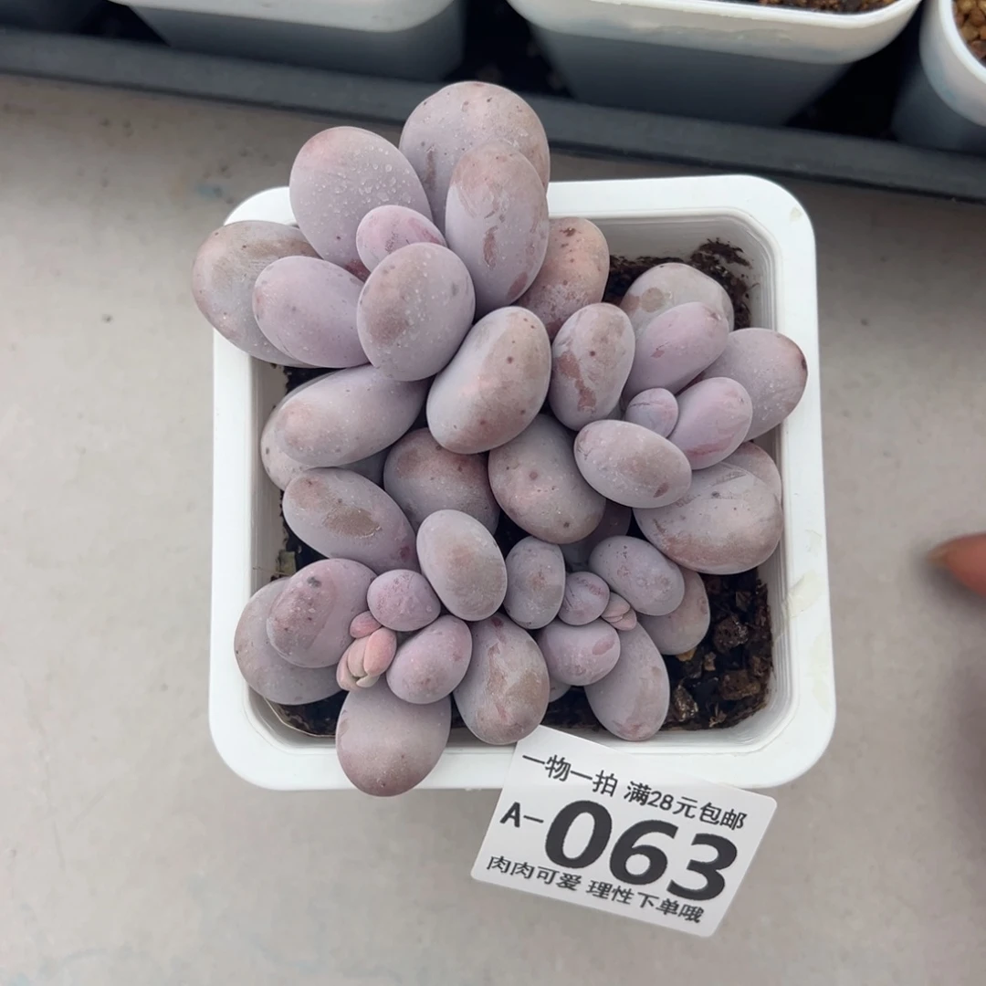 奶酪多肉多肉多肉多肉