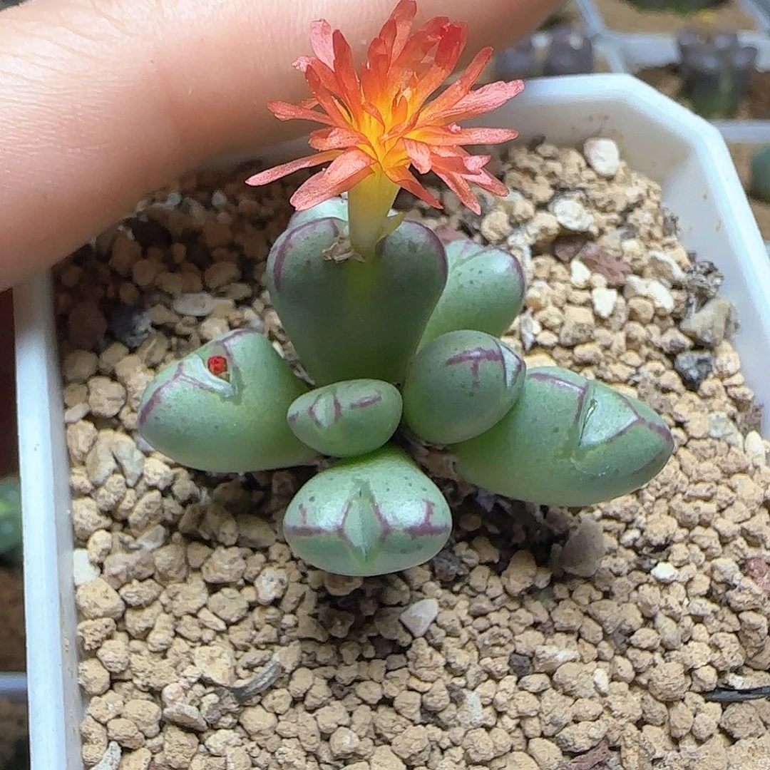 6***6哈哈哈哈哈哈哈哈哈54262