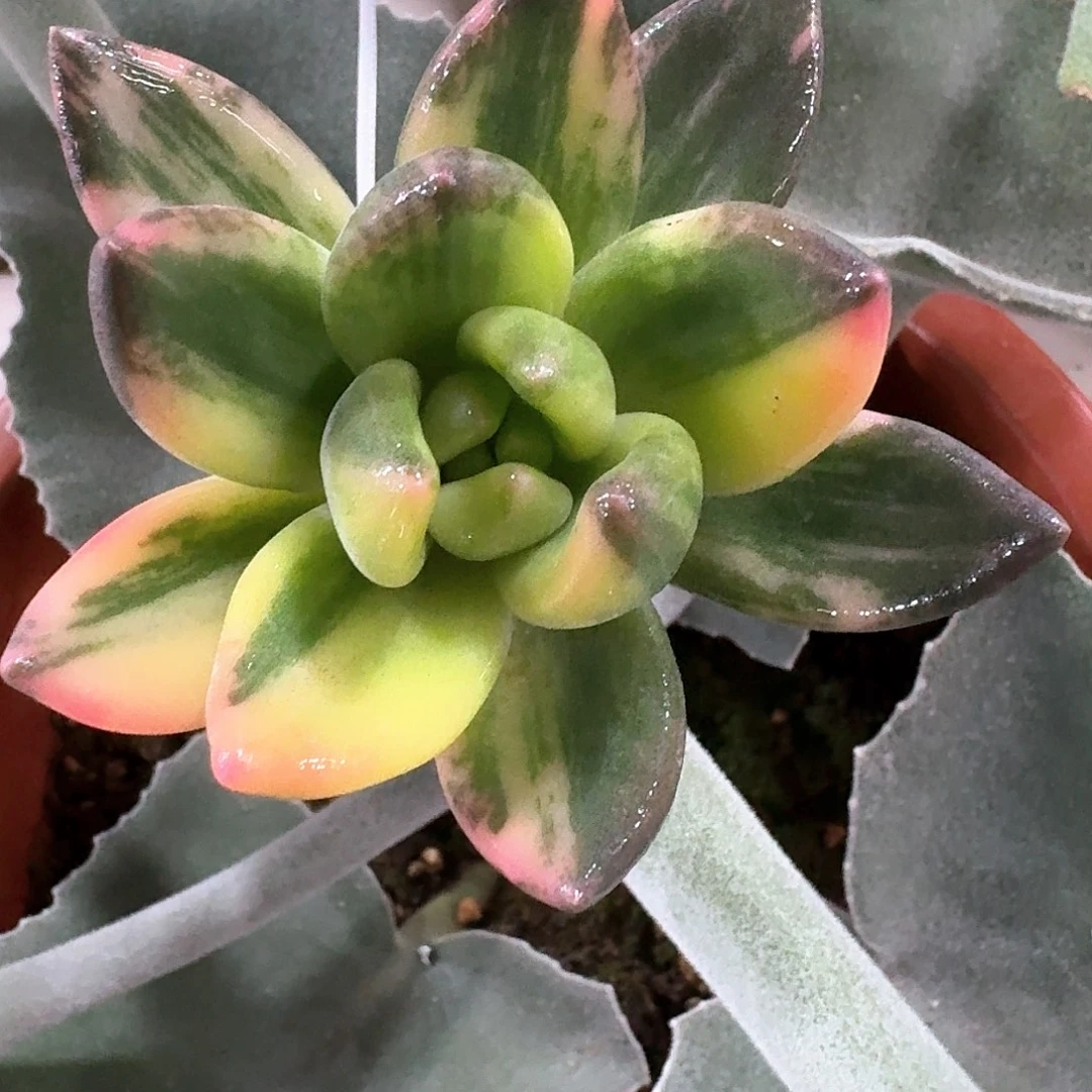 紫丽殿锦多肉植物